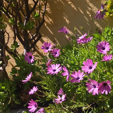 Apartment Petit Cocon Avec Piscine Proche Olhao Et Plages